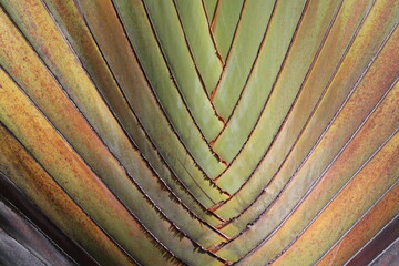 TEXTURE BRAZILIAN PALM