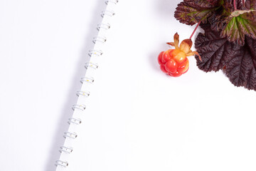 Cloudberry with leaves laying on a white scetchbook background