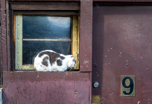 Beautiful cat in a window