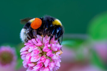 Close-Up Of Bumblebee On Lavender  Bee pollinating lavender