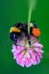 Close-Up Of Bumblebee On Lavender  Bee pollinating lavender