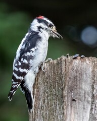 Downy woodpecker on a wooden post eating seed. 