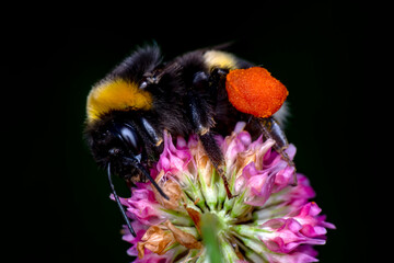 Close-Up Of Bumblebee On Lavender  Bee pollinating lavender