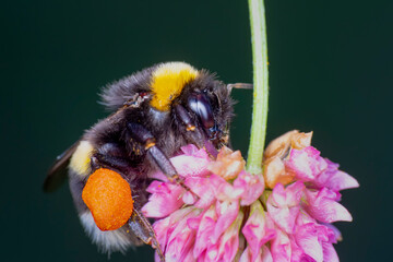 Close-Up Of Bumblebee On Lavender  Bee pollinating lavender
