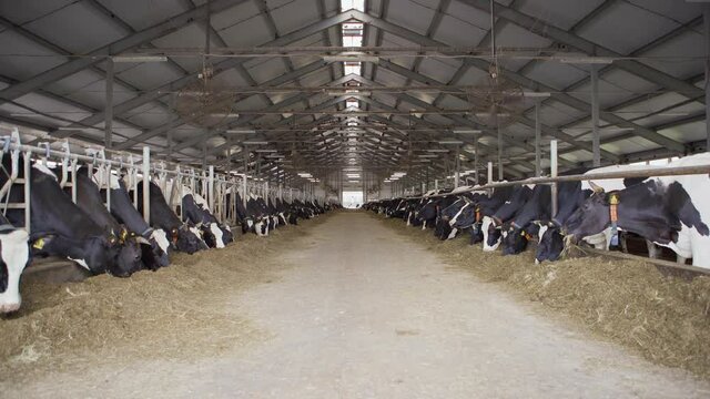 Lockdown perspective wide shot of farm cowshed aisle and dairy cows eating hay standing in livestock stalls on both sides of it