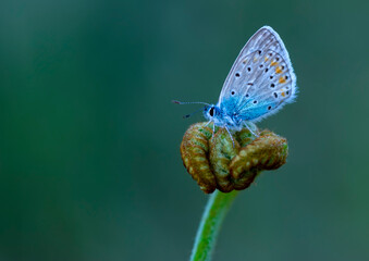 Macro shots, Beautiful nature scene. Closeup beautiful butterfly sitting on the flower in a summer garden.

