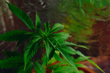 Cannabis plant, medicinal cannabis, health concept, lifestyle, natural, plants, CBD advertising, proteins and natural supplements 