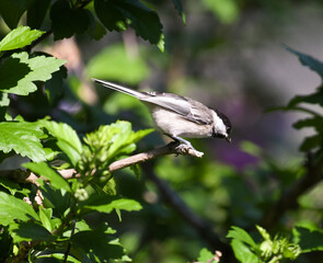 Black-capped Chickadee Bird Perched on Rose of Sharon Bust Contemplating Flight Looking Down