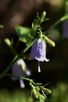 Japanese lady bell (Adenophora triphylla) / Campanulaceae plant