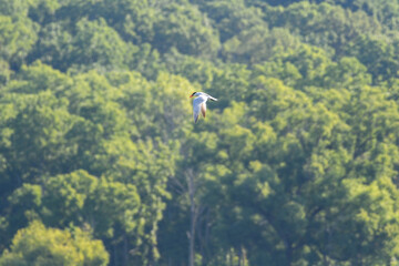 Caspian Tern Bird in Flight with Wings in Downward Direction with Blurred Green Forest in Background and Sunshine