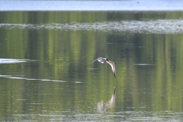 Caspian Tern Bird Flying Above Water with Fish in Mouth, Wings in Downward Direction in Flight and Reflection in Water