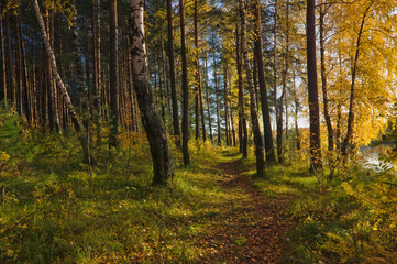 Beautiful landscape in autumn birch grove. Autumn, yellow birch forest, nature autumn landscape.