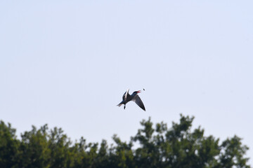 Caspian Tern Bird In Flight, Chasing Fish in Air with Green Forest Trees in Background