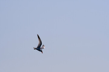 Caspian Tern Bird in Flight with Fish in Mouth with Blue Sky Background