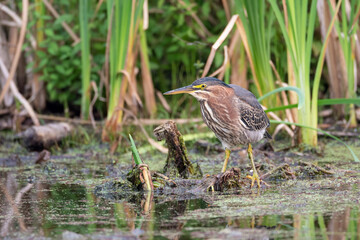 Green heron bird
