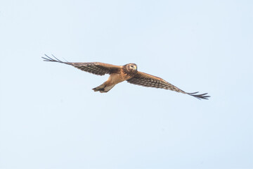 northern harrier hawk