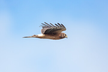 northern harrier hawk
