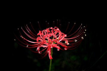Tokyo,Japan-October 1, 2020: Isolated Red spider lily or Cluster amaryllis or Lycoris radiata
