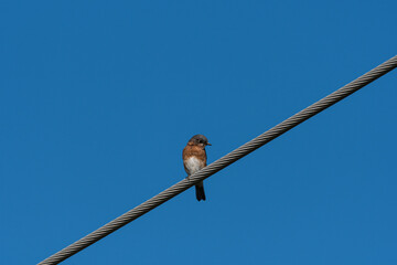 Eastern Bluebird perched on an overhead power cable
