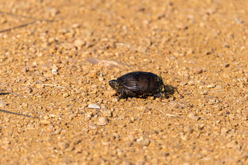 Tiny baby turtle in the middle of a patch of brown dirt