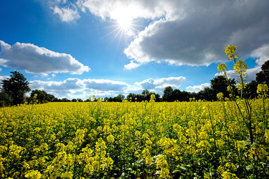 Schleswig-Holstein. Landwirtschaft, Ackerbau. Winterbegr&uuml;nung mit Zwischenfr&uuml;chten und Untersaaten. Bl&uuml;hendes Feld mit Senf und &Ouml;lrettich.Feld im Herbst.