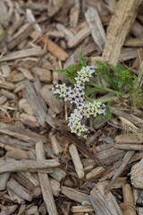 Purple and white Scorpioid cyme inflorescences, Salt Heliotrope, Heliotropium Curassavicum, Boraginaceae, native herbaceous perennial, Ballona Freshwater Marsh, Southern California Coast, Summer.
