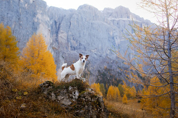 dog in the autumn mountains . Jack Russell Terrier in dolomites Alps. Italian landscape. Hiking with a pet