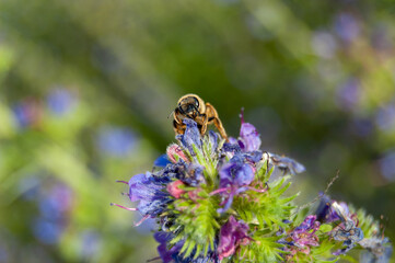 macro shoot of a bee on colorful flower