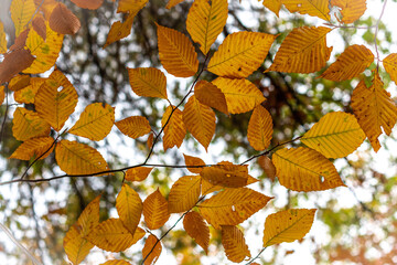 Fototapeta na wymiar Fall leaves clinging to their branch. 