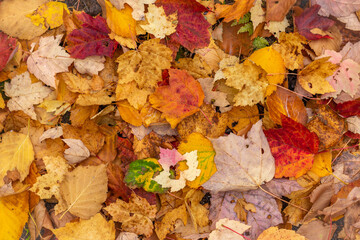 Scattered leaves on a forest floor.  - 382025041
