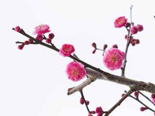 ピンクの梅の花