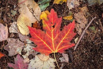 A vibrant leaf on the forest floor.  - 382025071
