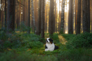 Naklejka na ściany i meble dog in a pine forest. Australian Shepherd in nature. sunny Landscape with a pet. 