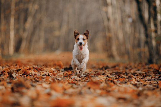 dog in yellow leaves. Happy jack russell terrier running in autumn park