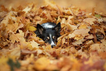 dog in the leaves in nature. Border collie in autumn park. 