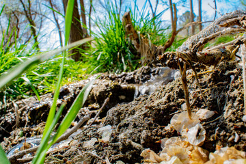 pequeño ecosistema perdido en el bosque serrano de Villa carlos paz