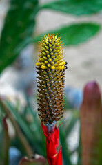 Bromeliad inflorescence on tropical garden