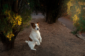Naklejka na ściany i meble funny jack russell stands on his hind legs. Dog in nature in the sun. 