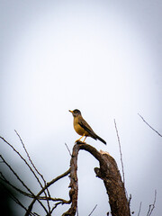 a bird on a branch of a tree