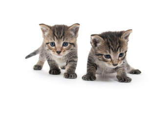 Obraz premium Two cute tabby kittens on white