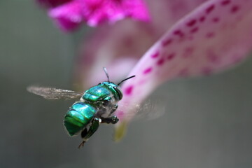 euglossa (abelha nativa Brasil)