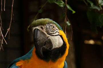 blue and yellow macaw ara © GuilhermeA