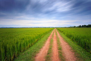 Fototapeta na wymiar Dirt road through rice fields and farms in Asia