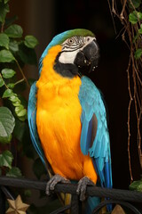 blue and yellow macaw