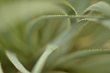 Plan macro de cactus