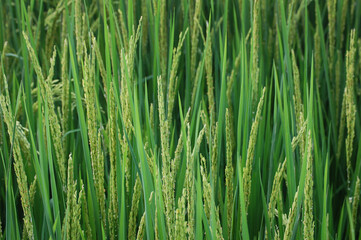 Fototapeta na wymiar Rice stalks ready for harvest