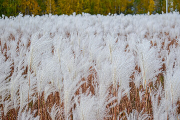 Fluffy grass against the background of the autumn sky