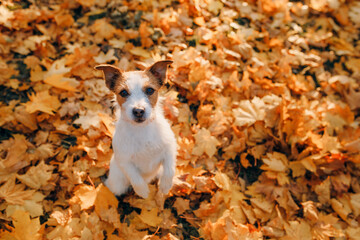 dog in yellow leaves. Happy jack russell terrier in nature in autumn park