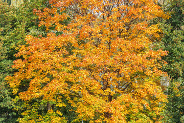 Maple trees in the city park at autumn day time.