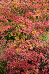 Viburnum bush in autumn colors